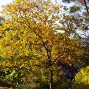 La frondosidad del bosque de ribera