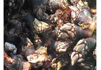 Percebes de Corme