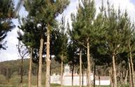 Pinar-A Gra�a