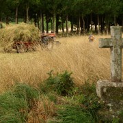 Apaando herba (Pepe San Lus)